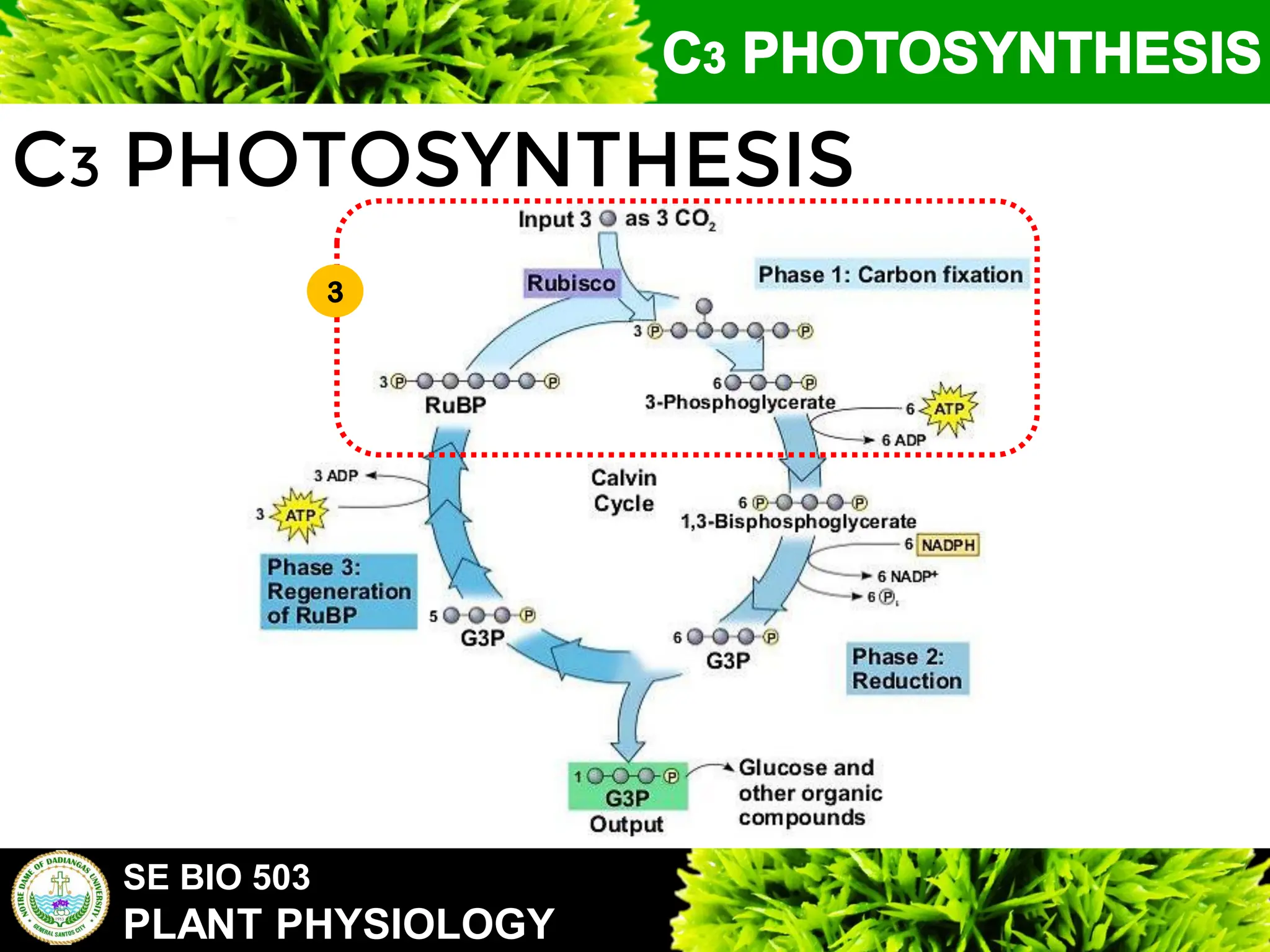 SE BIO 503
PLANT PHYSIOLOGY
C3 PHOTOSYNTHESIS
3
 