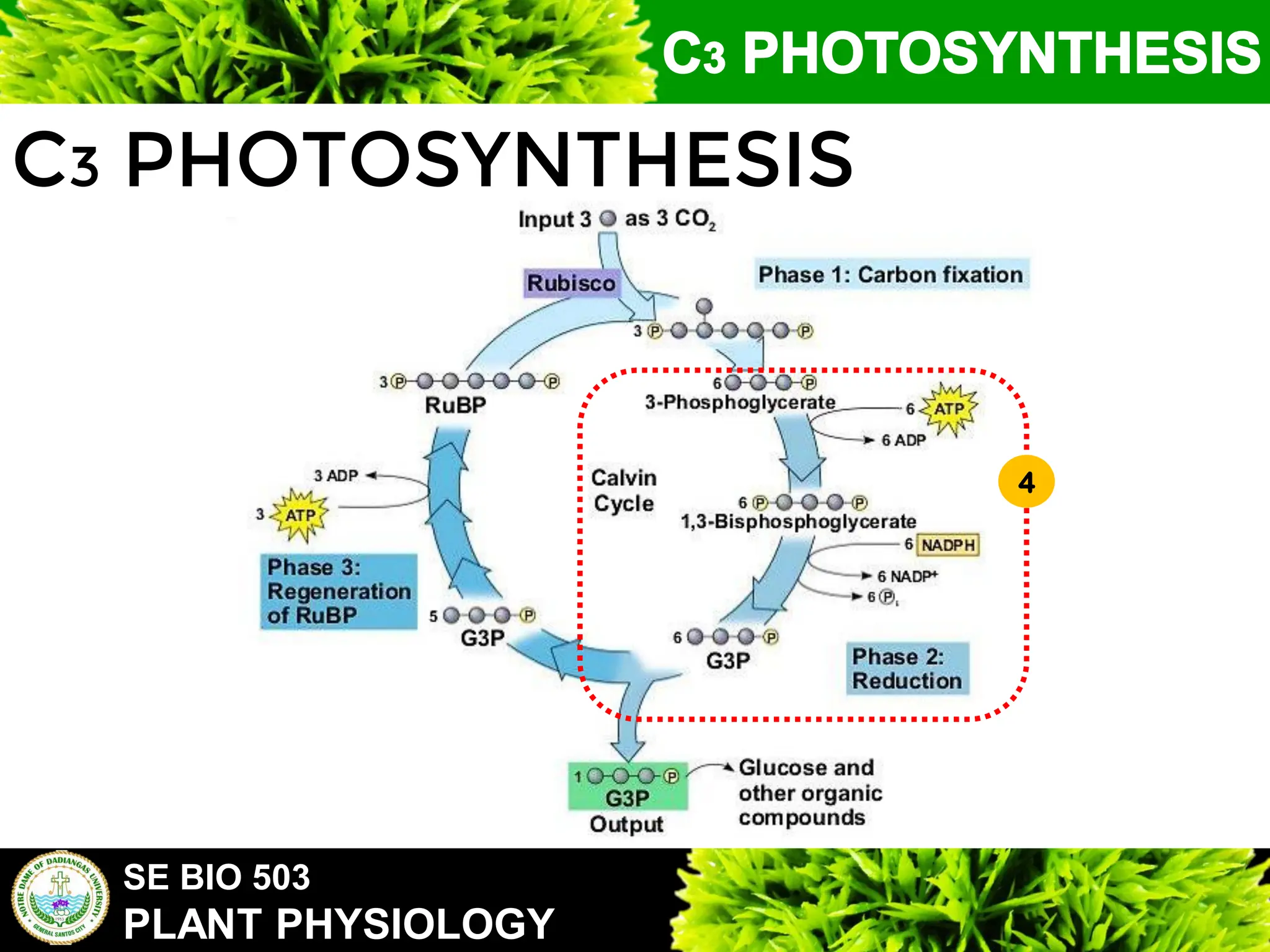 SE BIO 503
PLANT PHYSIOLOGY
C3 PHOTOSYNTHESIS
4
 