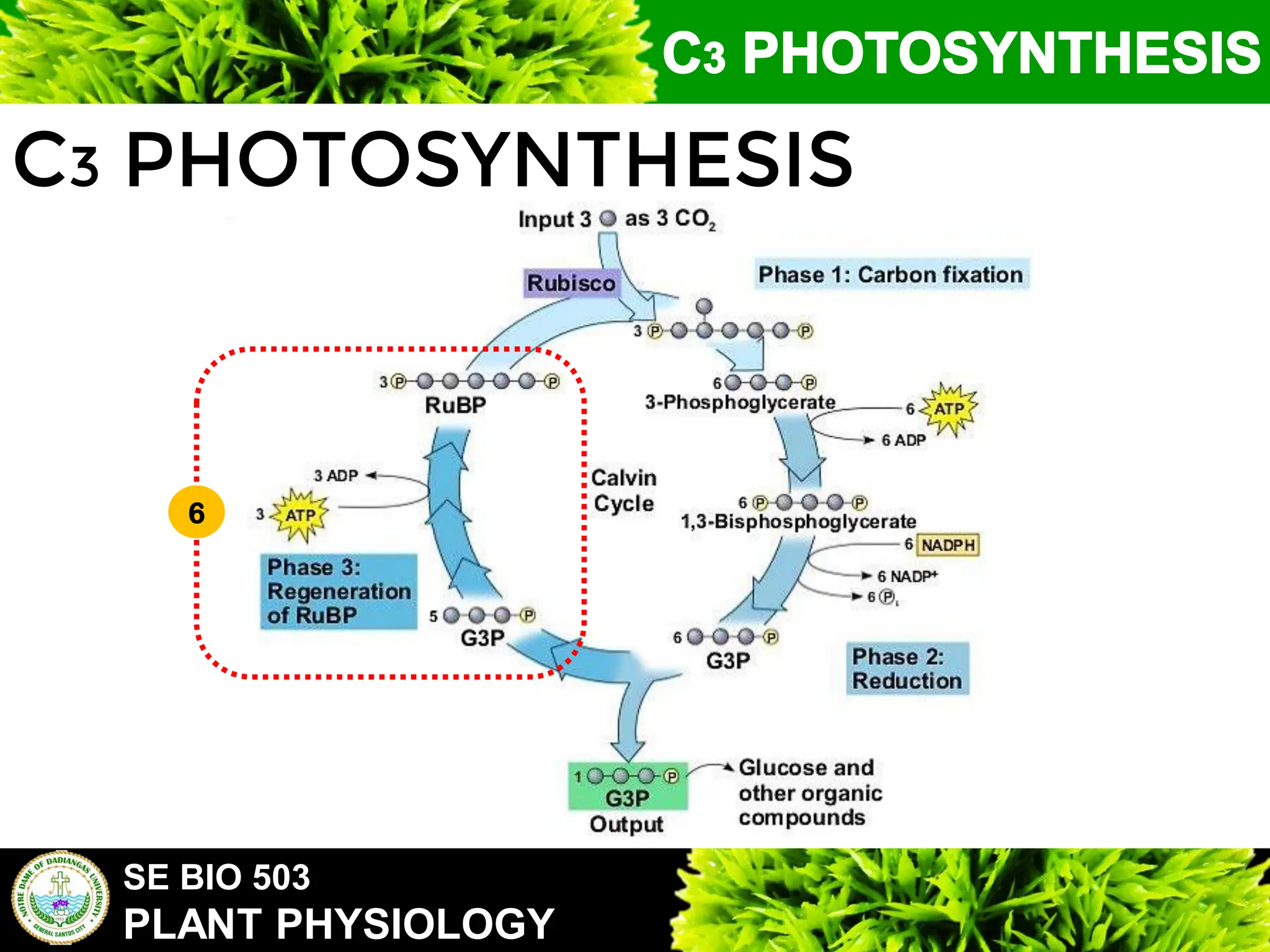 SE BIO 503
PLANT PHYSIOLOGY
C3 PHOTOSYNTHESIS
6
 