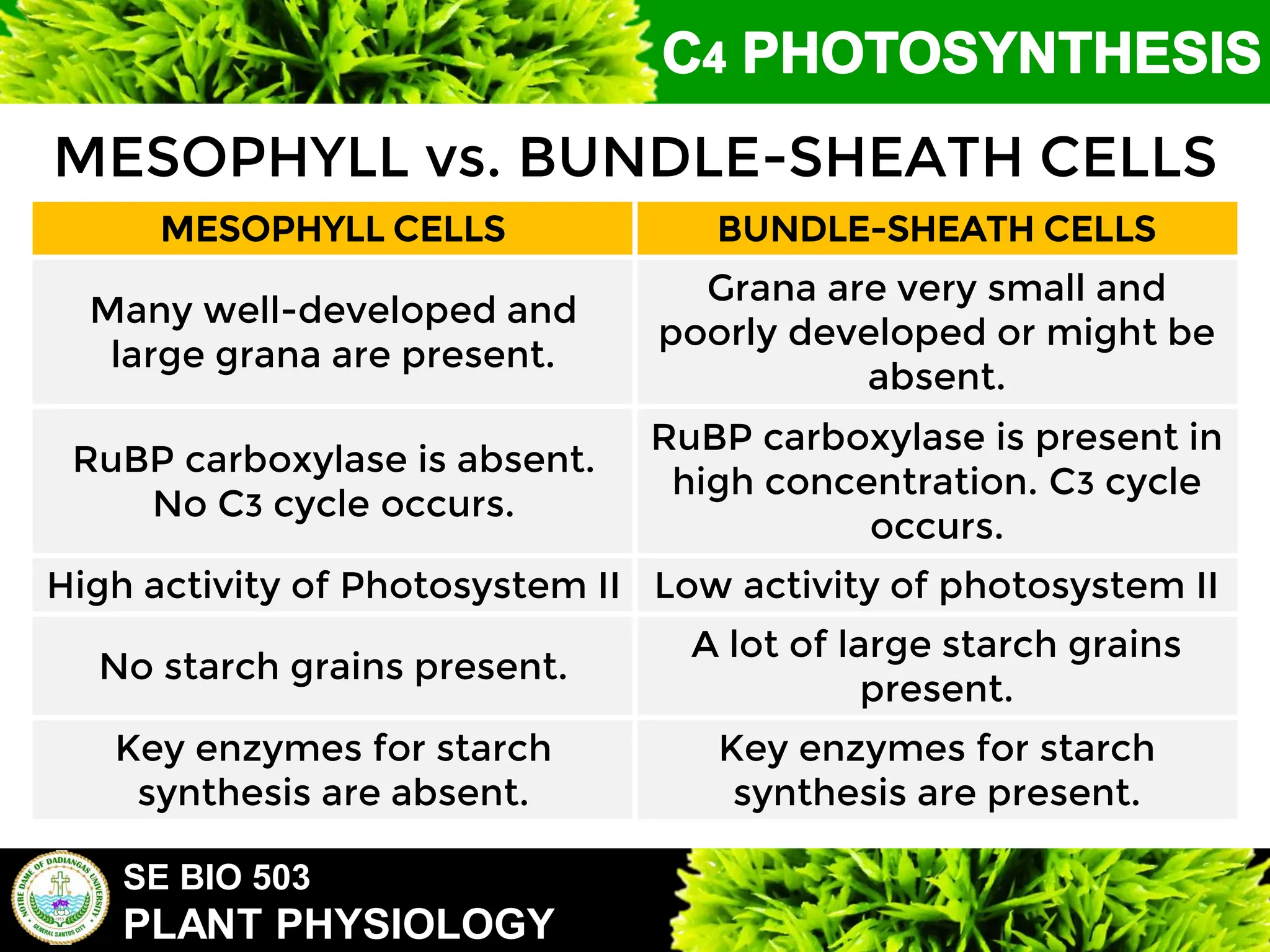 SE BIO 503
PLANT PHYSIOLOGY
MESOPHYLL vs. BUNDLE-SHEATH CELLS
MESOPHYLL CELLS BUNDLE-SHEATH CELLS
Many well-developed and
large grana are present.
Grana are very small and
poorly developed or might be
absent.
RuBP carboxylase is absent.
No C3 cycle occurs.
RuBP carboxylase is present in
high concentration. C3 cycle
occurs.
High activity of Photosystem II Low activity of photosystem II
No starch grains present.
A lot of large starch grains
present.
Key enzymes for starch
synthesis are absent.
Key enzymes for starch
synthesis are present.
 