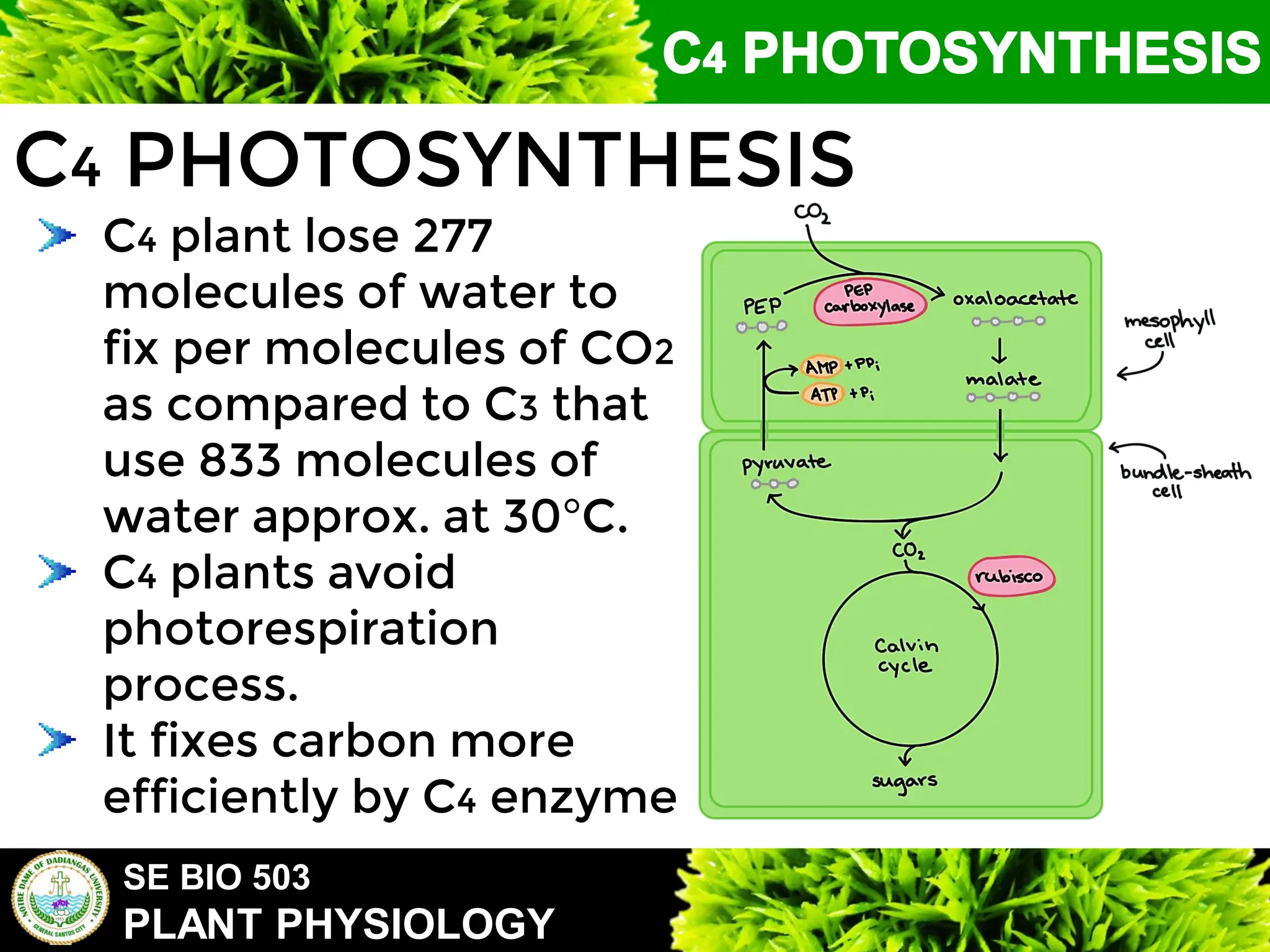 SE BIO 503
PLANT PHYSIOLOGY
C4 PHOTOSYNTHESIS
C4 plant lose 277
molecules of water to
fix per molecules of CO2
as compared to C3 that
use 833 molecules of
water approx. at 30°C.
C4 plants avoid
photorespiration
process.
It fixes carbon more
efficiently by C4 enzyme
 