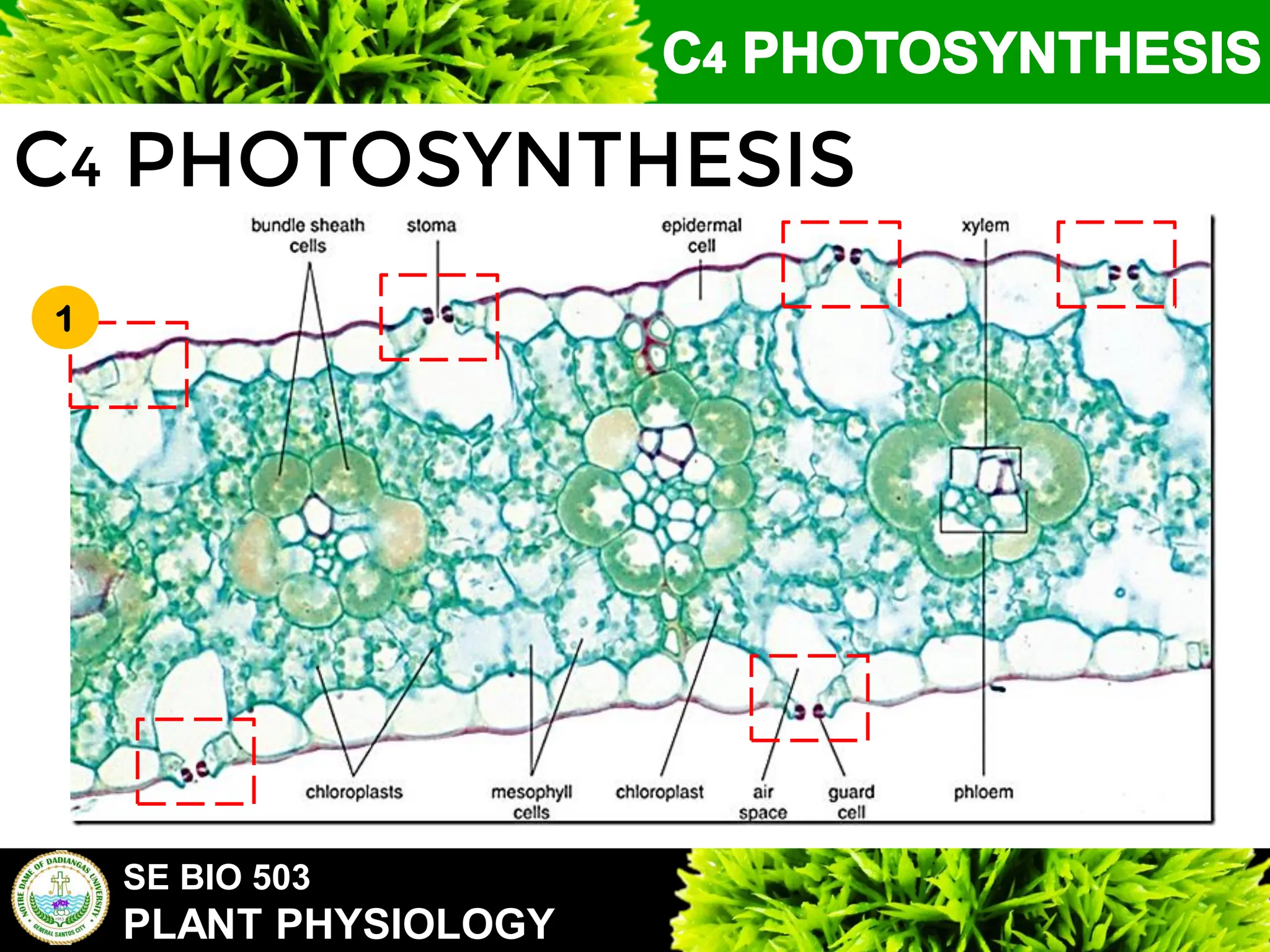 SE BIO 503
PLANT PHYSIOLOGY
C4 PHOTOSYNTHESIS
1
 