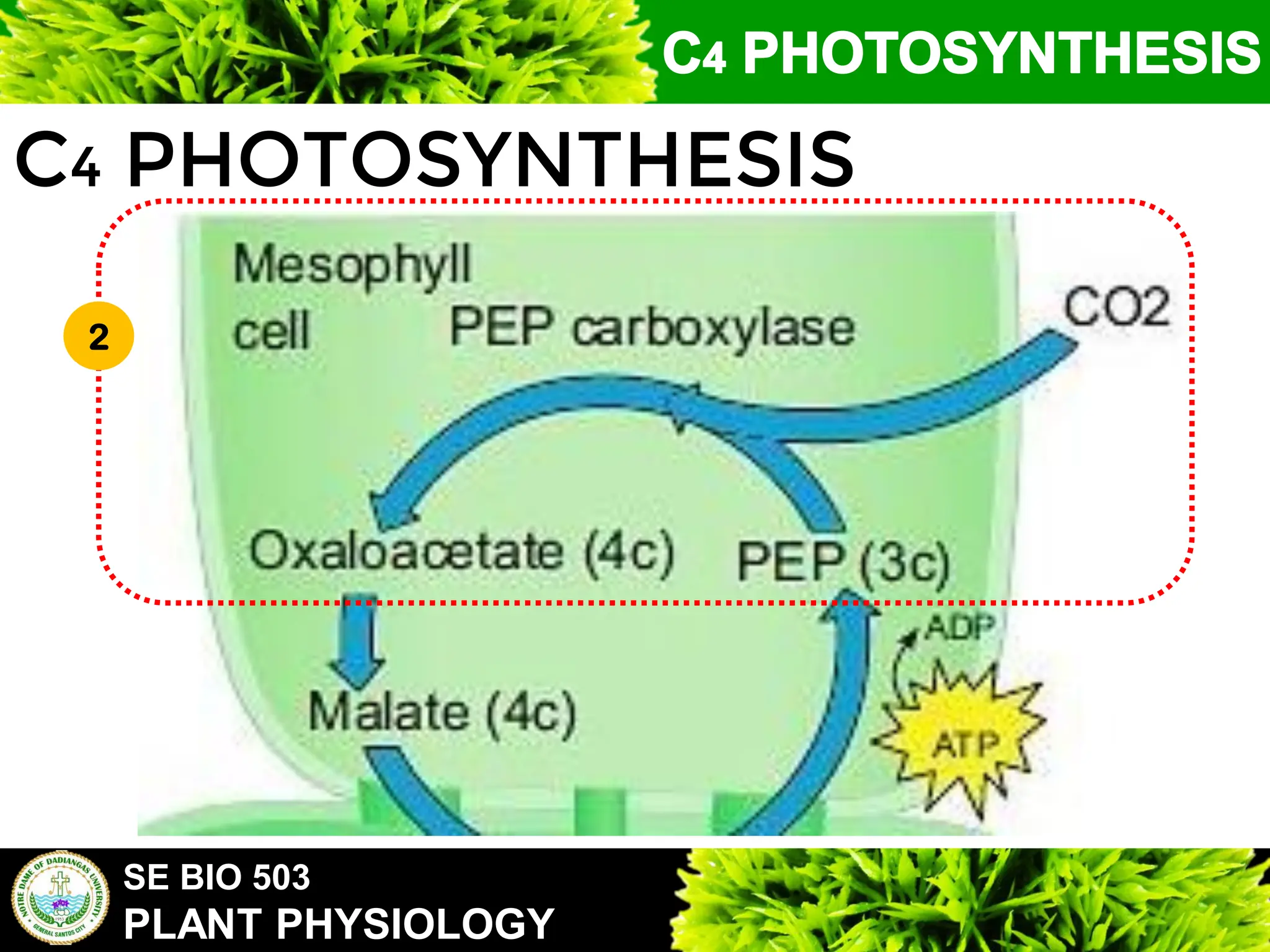 SE BIO 503
PLANT PHYSIOLOGY
C4 PHOTOSYNTHESIS
2
 