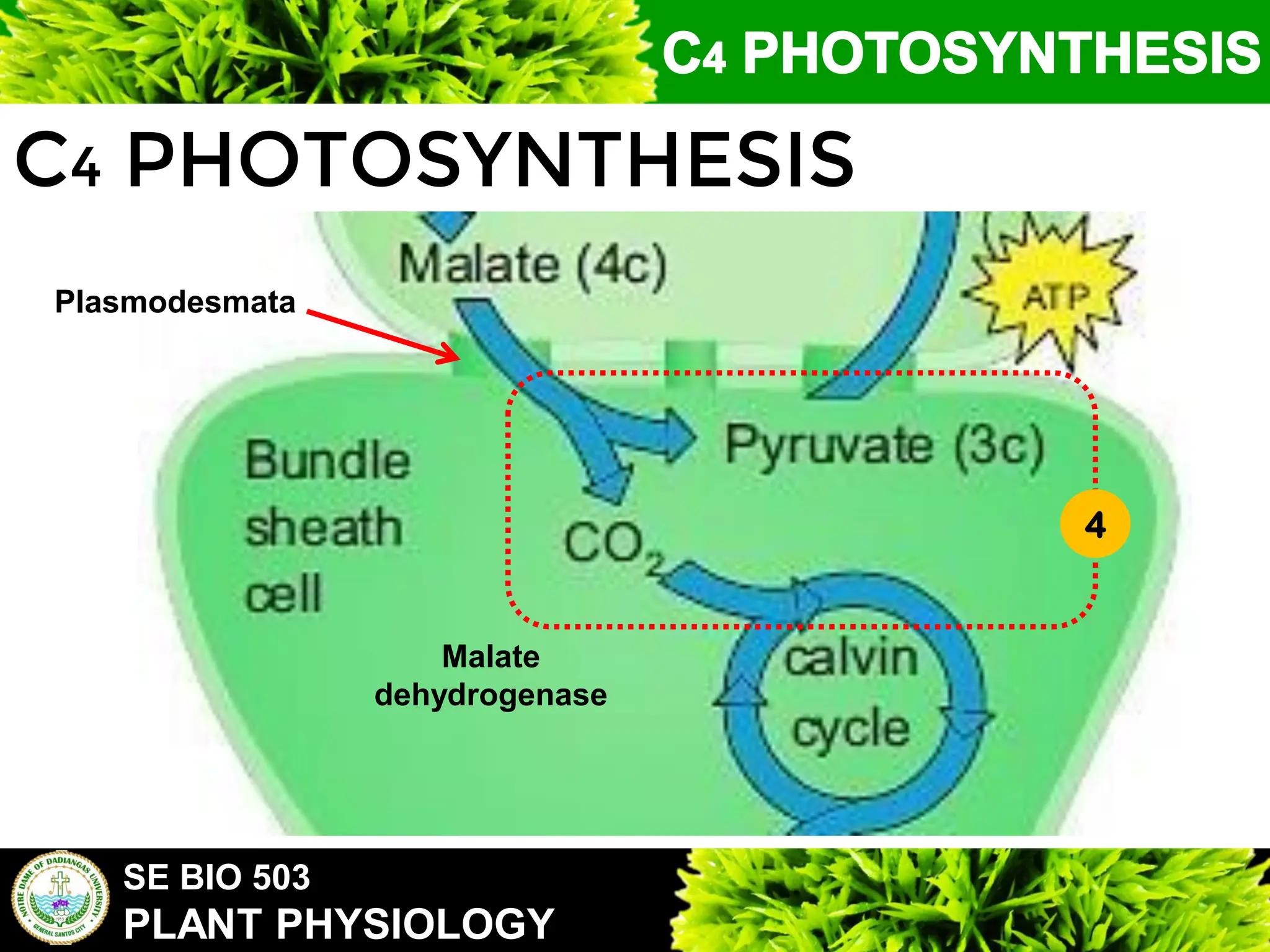 SE BIO 503
PLANT PHYSIOLOGY
C4 PHOTOSYNTHESIS
4
Plasmodesmata
Malate
dehydrogenase
 