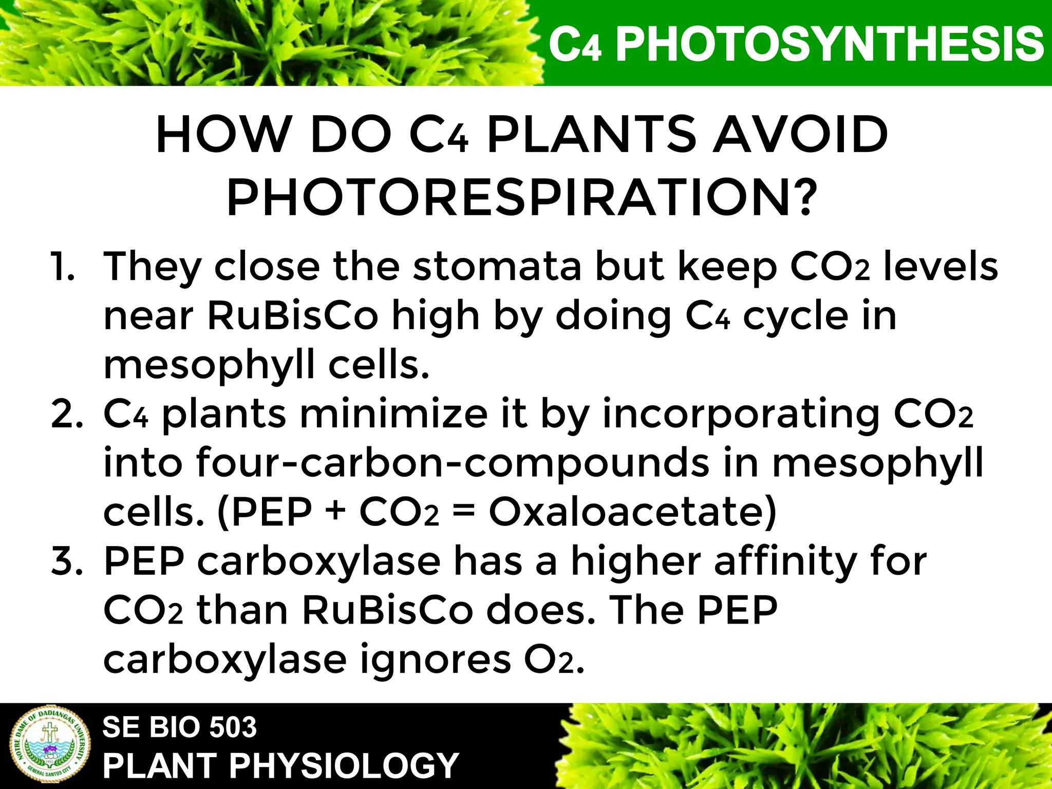SE BIO 503
PLANT PHYSIOLOGY
HOW DO C4 PLANTS AVOID
PHOTORESPIRATION?
1. They close the stomata but keep CO2 levels
near RuBisCo high by doing C4 cycle in
mesophyll cells.
2. C4 plants minimize it by incorporating CO2
into four-carbon-compounds in mesophyll
cells. (PEP + CO2 = Oxaloacetate)
3. PEP carboxylase has a higher affinity for
CO2 than RuBisCo does. The PEP
carboxylase ignores O2.
 