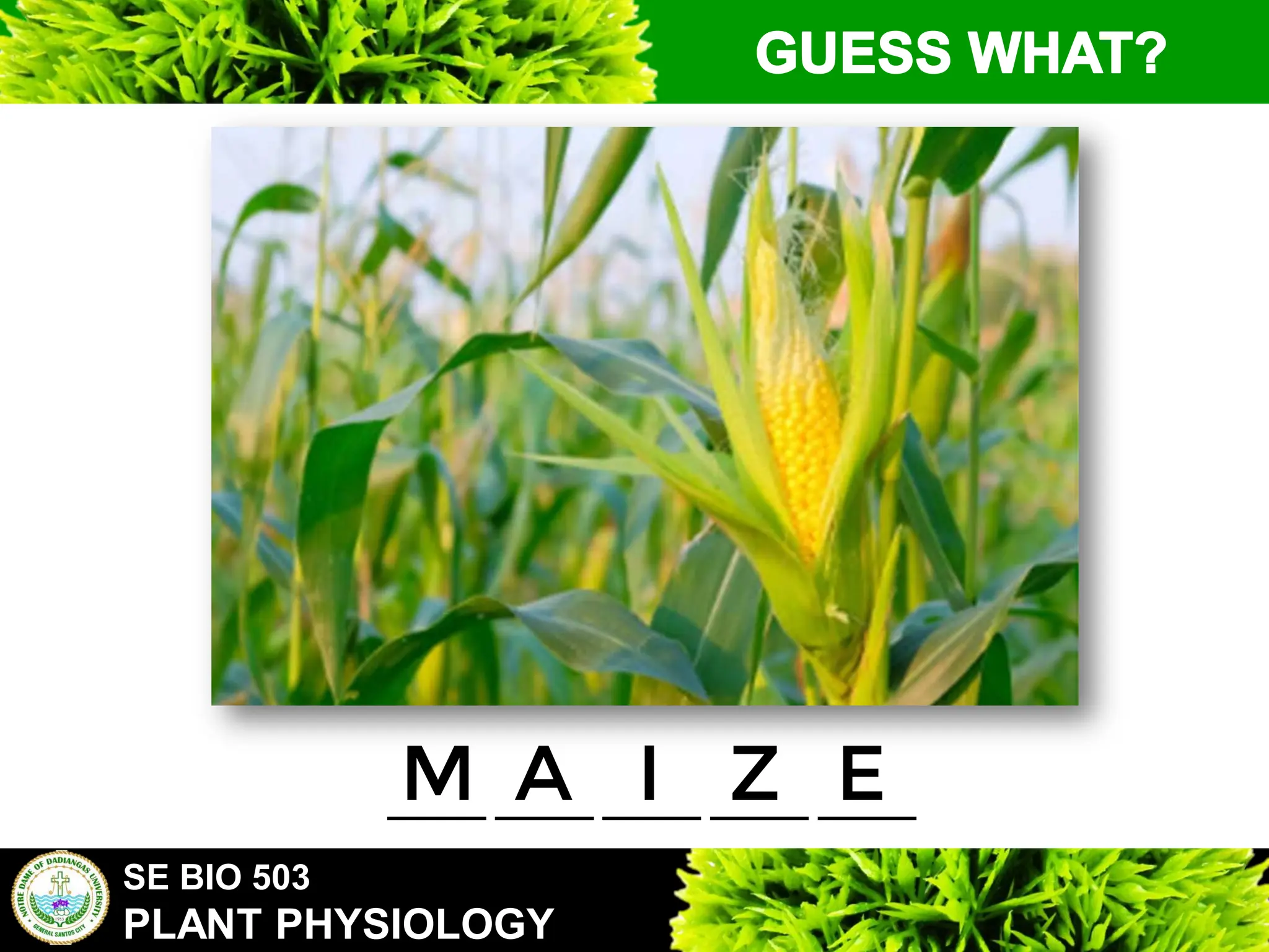 SE BIO 503
PLANT PHYSIOLOGY
_____ _____ _____ _____ _____
M A I Z E
 