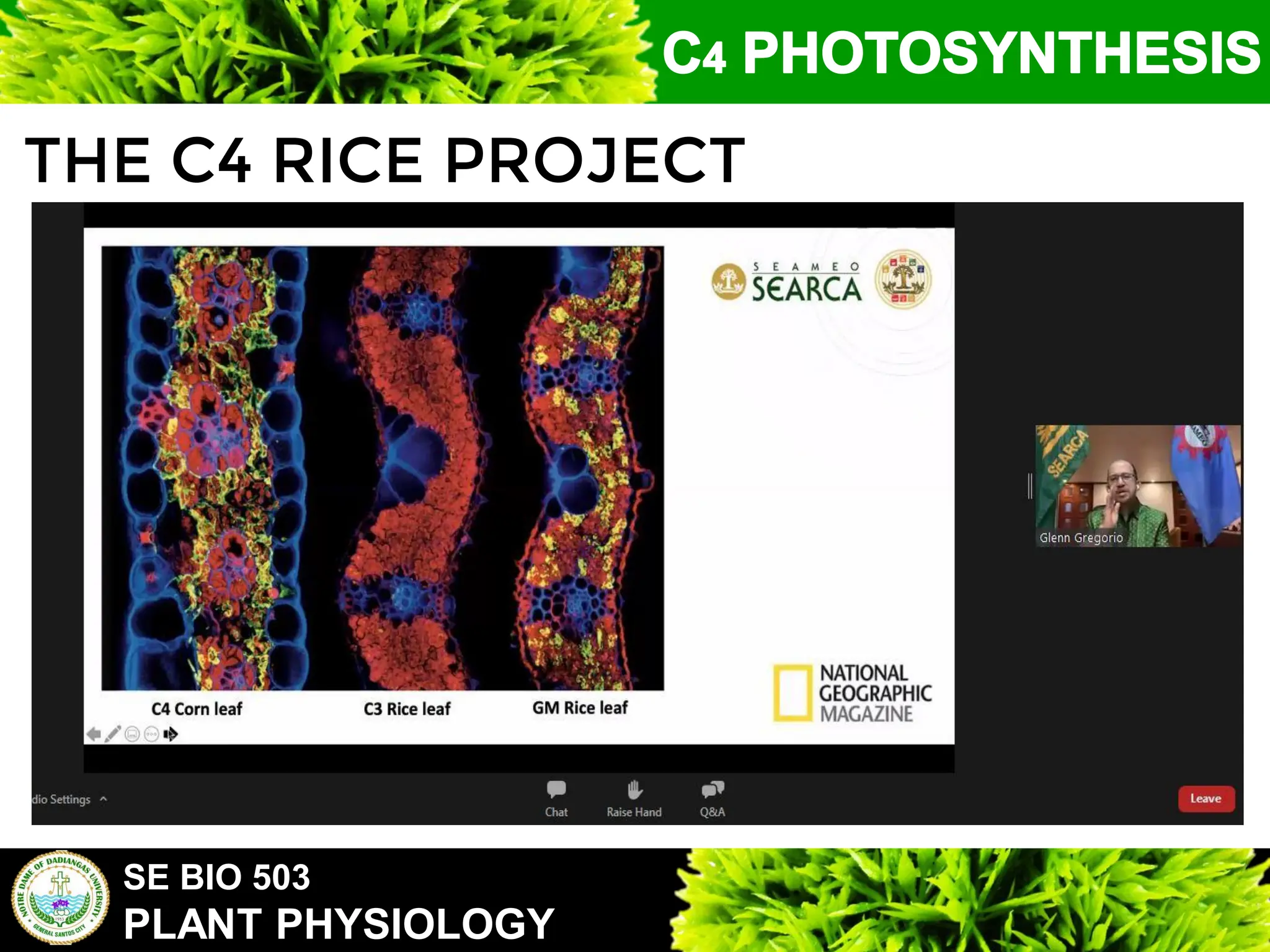 SE BIO 503
PLANT PHYSIOLOGY
THE C4 RICE PROJECT
 
