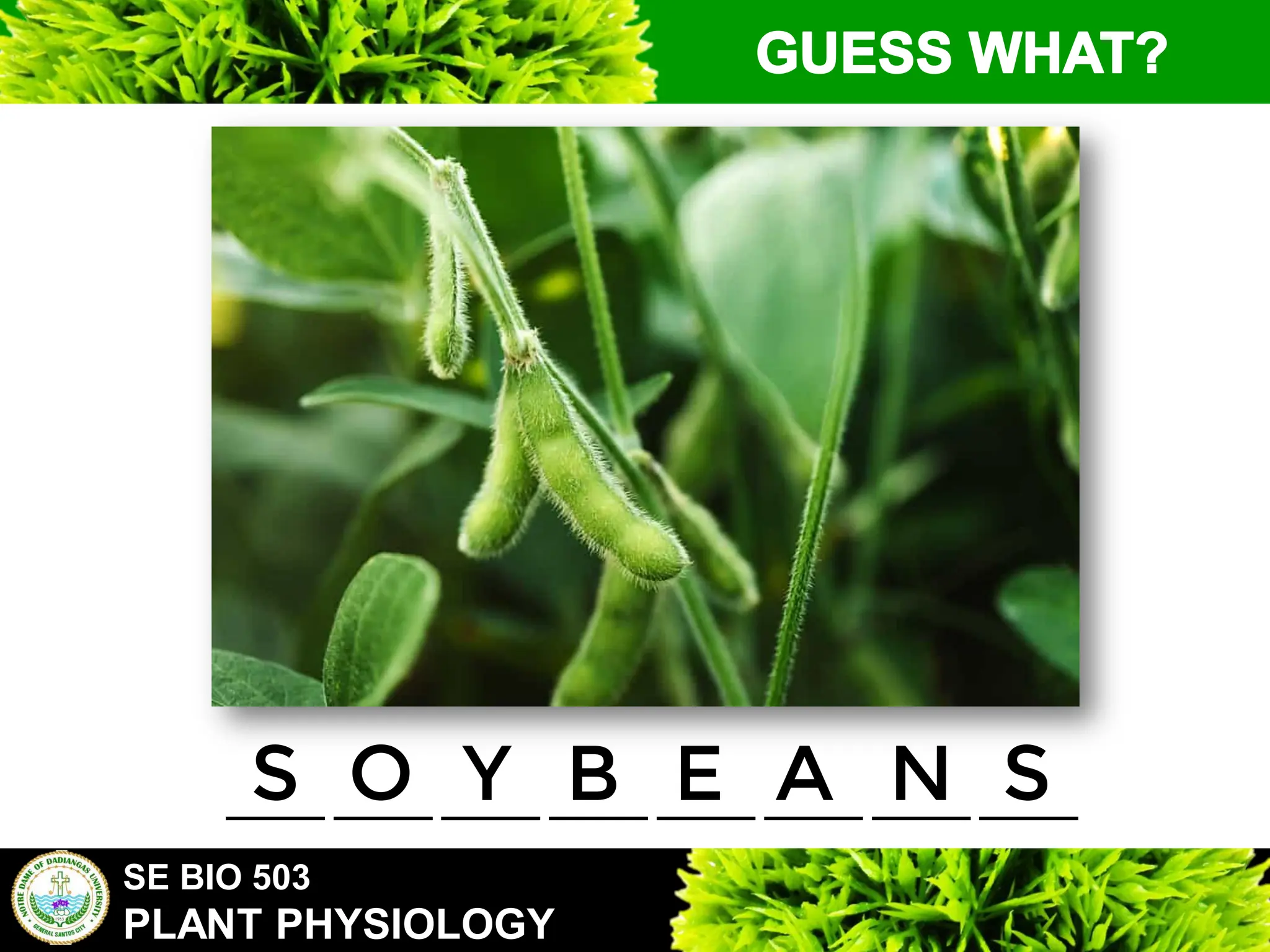 SE BIO 503
PLANT PHYSIOLOGY
_____ _____ _____ _____ _____ _____ _____ _____
S O Y B E A N S
 