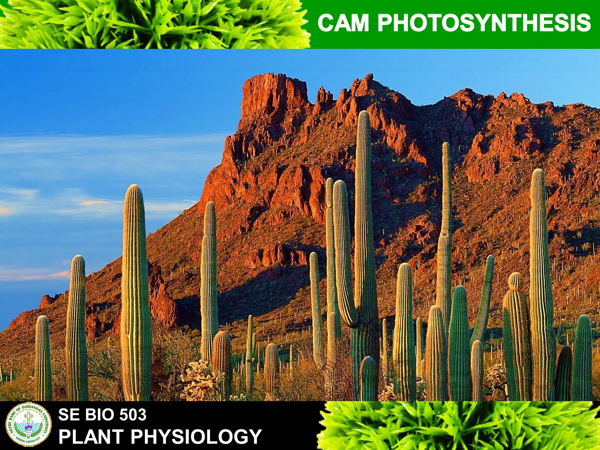 SE BIO 503
PLANT PHYSIOLOGY
 