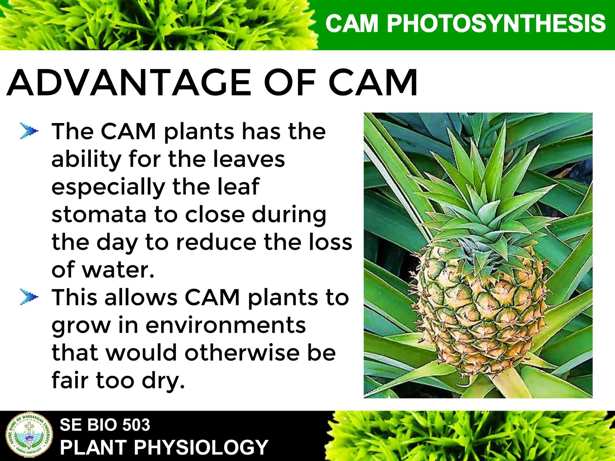 SE BIO 503
PLANT PHYSIOLOGY
ADVANTAGE OF CAM
The CAM plants has the
ability for the leaves
especially the leaf
stomata to close during
the day to reduce the loss
of water.
This allows CAM plants to
grow in environments
that would otherwise be
fair too dry.
 