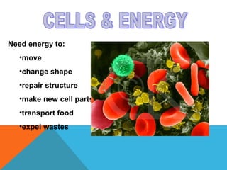 Need energy to:
•move
•change shape
•repair structure
•make new cell parts
•transport food
•expel wastes