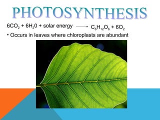 6CO2 + 6H20 + solar energy C6H12O6 + 6O2
• Occurs in leaves where chloroplasts are abundant