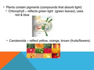 • Plants contain pigments (compounds that absorb light)
• Chlorophyll – reflects green light (green leaves); uses
red & blue
• Carotenoids – reflect yellow, orange, brown (fruits/flowers)