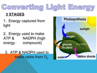 3 STAGES
1. Energy captured from
light
2. Energy used to make
ATP & NADPH (high
energy compound)
3. ATP & NADPH used to
make carbs from O2