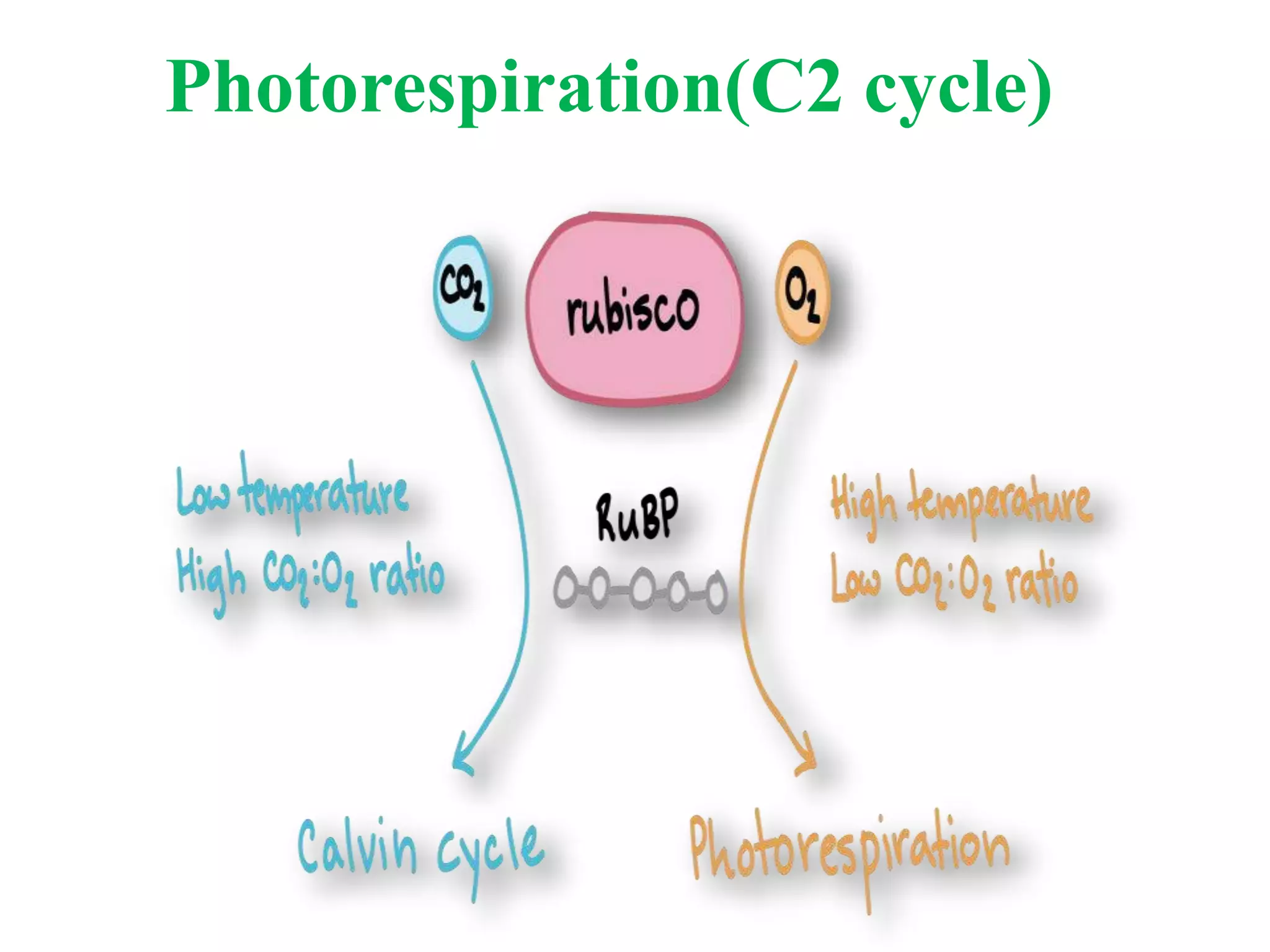 Photorespiration(C2 cycle)
 