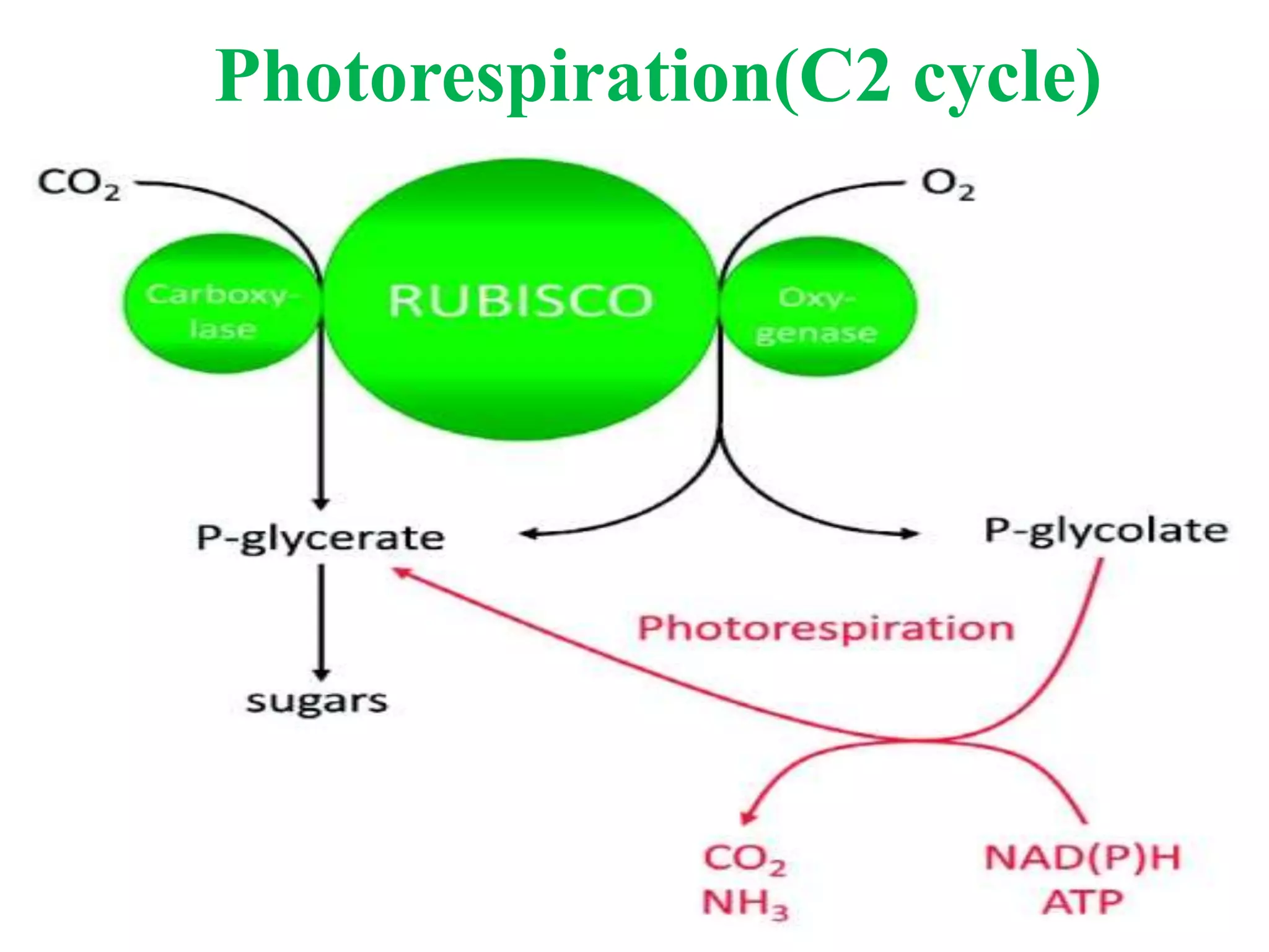 Photorespiration(C2 cycle)
 