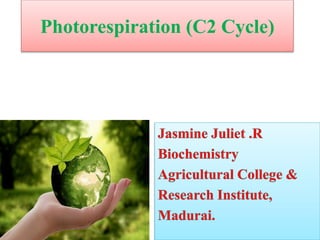 Photorespiration (C2 Cycle)
 