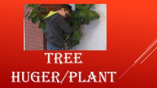 TREE
HUGER/PLANT

 