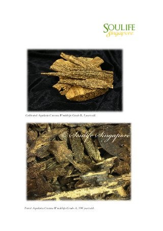  
	
  
	
  
	
  
Cultivated Aquilaria Crassna Woodchips Grade B, 5 years old.
	
  
	
  
Forest Aquilaria Crassna Woodchips Grade A, 190 years old.
 