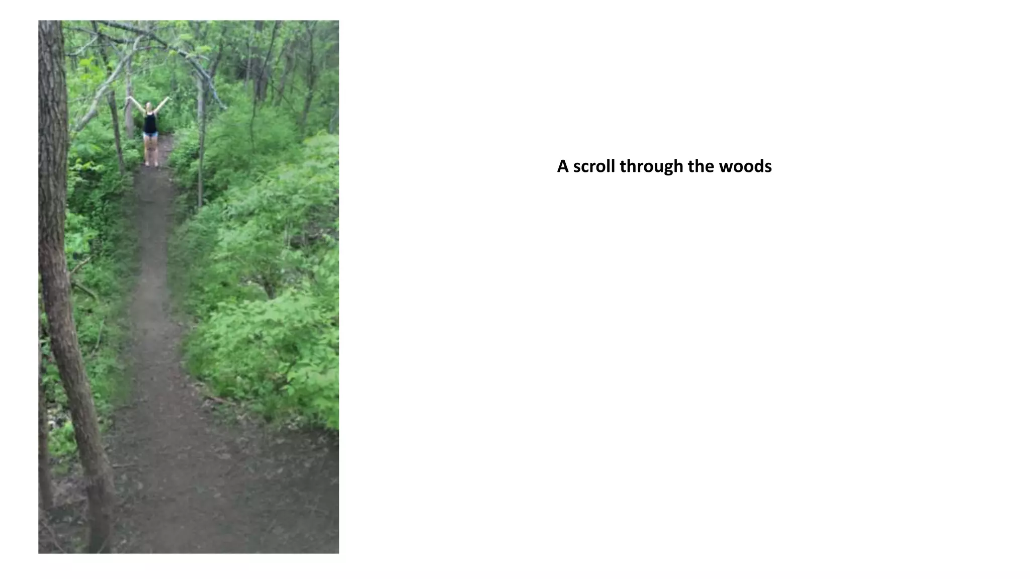 A scroll through the woods