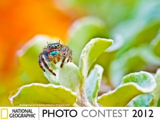 Photos finalistes-au-concours-du-national-geographic-2012