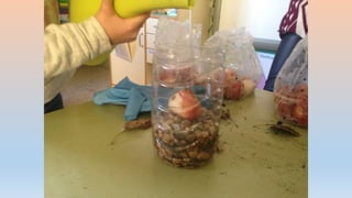 Photos 2nd term 2ºB