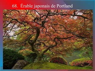 68. Érable japonais de Portland 
 