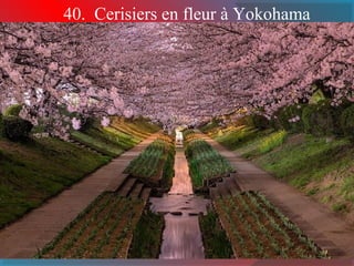40. Cerisiers en fleur à Yokohama 
 