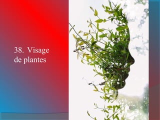 38. Visage 
de plantes 
 
