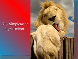 26. Simplement 
un gros minet… 
 