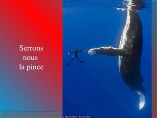 Serrons 
nous 
la pince 
 