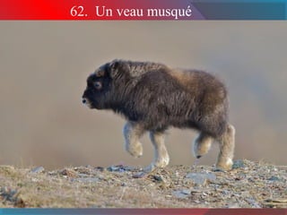 62. Un veau musqué
 