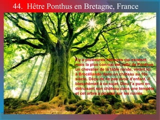 44. Hêtre Ponthus en Bretagne, France
Il y a plusieures histoires qui existent,
mais la plus connue est celle de Ponthus,
un chevalier de la table ronde, vivant ici
à Brocéliande dans un château au 10e
siècle. Déçu de ne pas avoir d’enfant, il
blasphémait à ce sujet. Dieu l’a puni en
détruisant son château dans une tempête
et cet arbre a poussé sur les ruines.
 