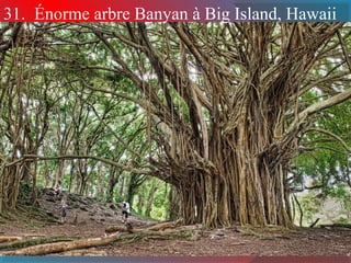 31. Énorme arbre Banyan à Big Island, Hawaii
 