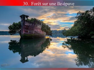 30. Forêt sur une île-épave
 