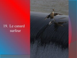 19. Le canard
surfeur
 