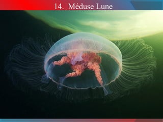 14. Méduse Lune
 