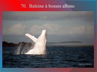 70. Baleine à bosses albino
 