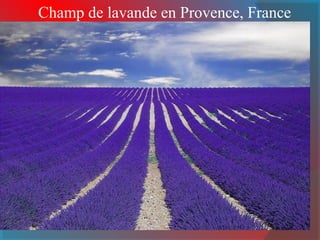 Champ de lavande en Provence, France
 