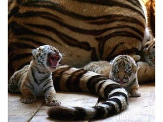 Photos exceptionnelles