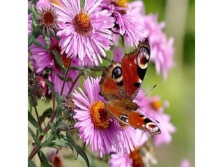 Photos exceptionnelles