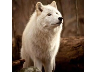 Photos exceptionnelles