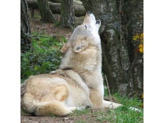 Photos exceptionnelles