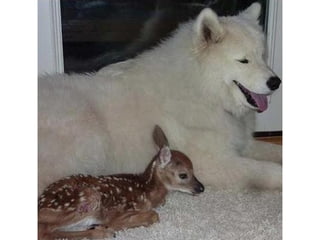 Photos exceptionnelles