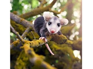 Photos exceptionnelles