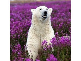 Photos exceptionnelles