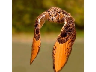 Photos exceptionnelles