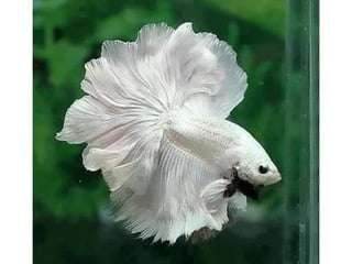 Photos exceptionnelles