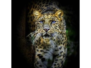 Photos exceptionnelles