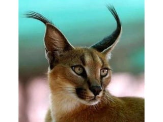 Photos exceptionnelles